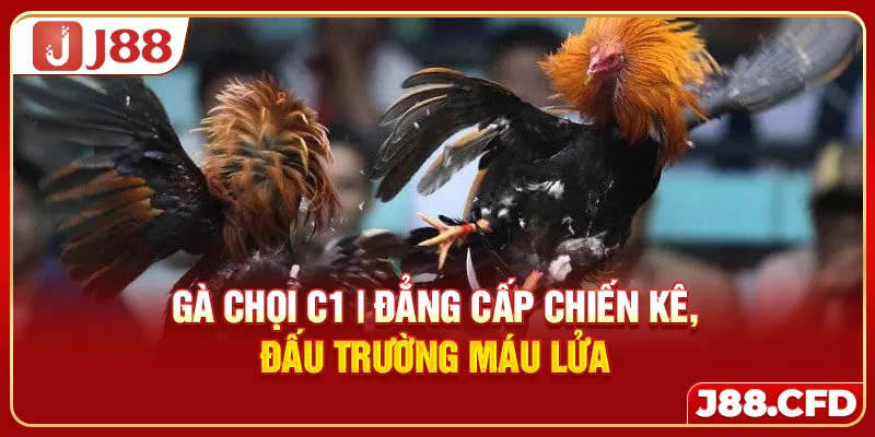 ga-choi-c1-dang-cap-chien-ke-dau-truong-mau-lua