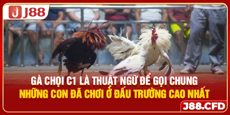 Gà chọi C1 là thuật ngữ để gọi chung những con đã chơi ở đấu trường cao nhất