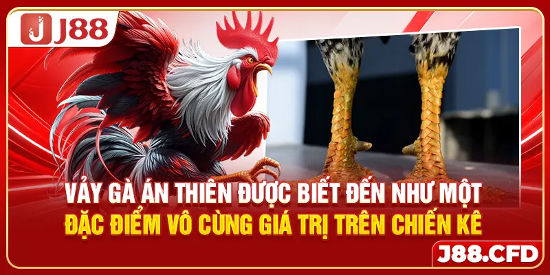 Vảy gà án thiên được biết đến như một đặc điểm vô cùng giá trị trên chiến kê
