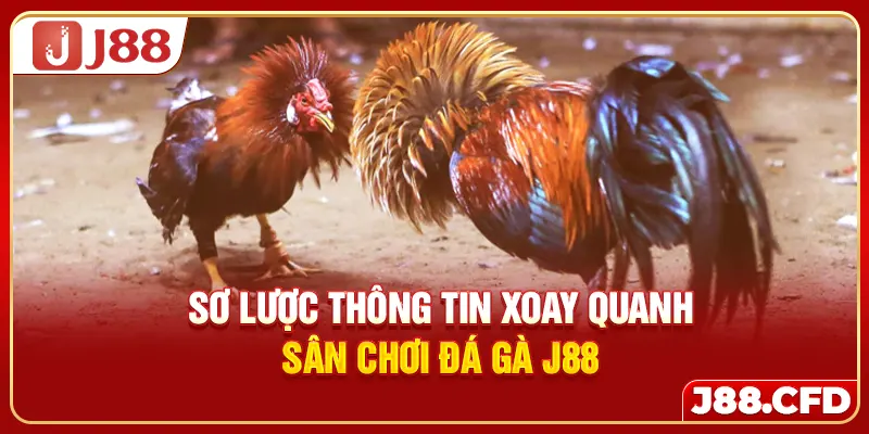 Sơ lược thông tin xoay quanh sân chơi đá gà J88
